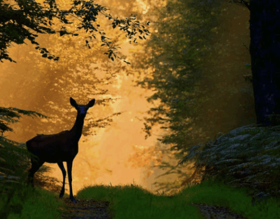biche foret