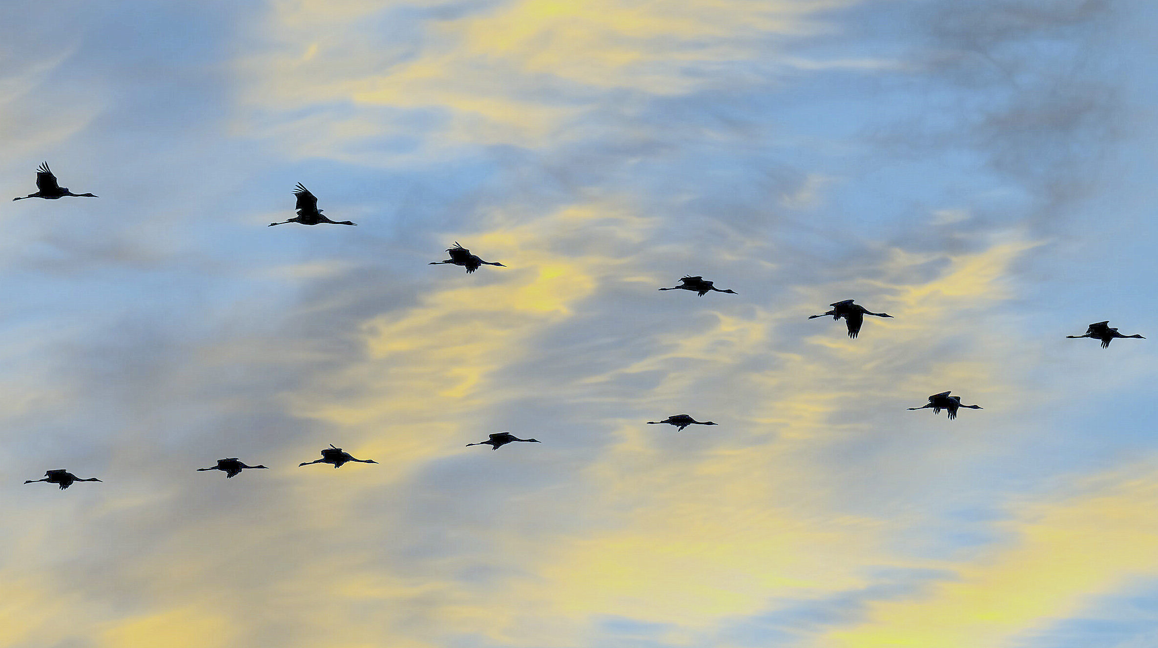 migration grues